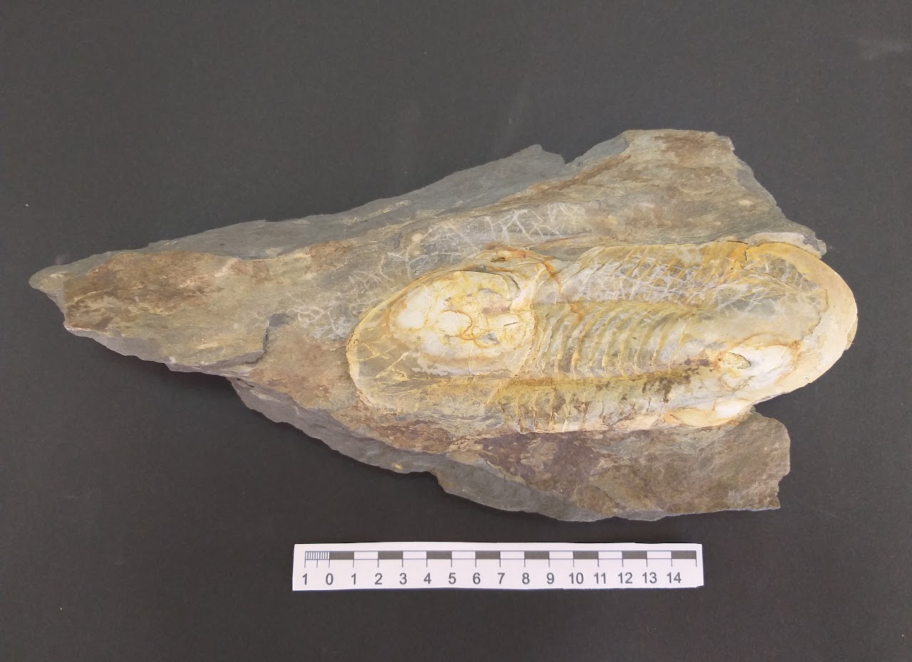 Fosil-trilobite-montes-de-toledo-totanes
